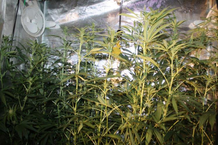 LA Widow & Tangerine Kush (KeraSeeds). Week 8 - Day 56 (28 days on 12/12)