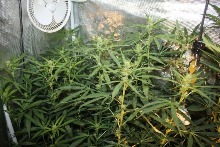 LA Widow & Tangerine Kush (KeraSeeds). Week 8 - Day 56 (28 days on 12/12) - LA Widows