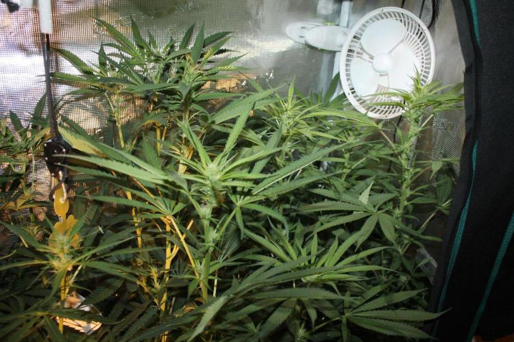 LA Widow & Tangerine Kush (KeraSeeds). Week 8 - Day 56 (28 days on 12/12) - Tangerine Kushes