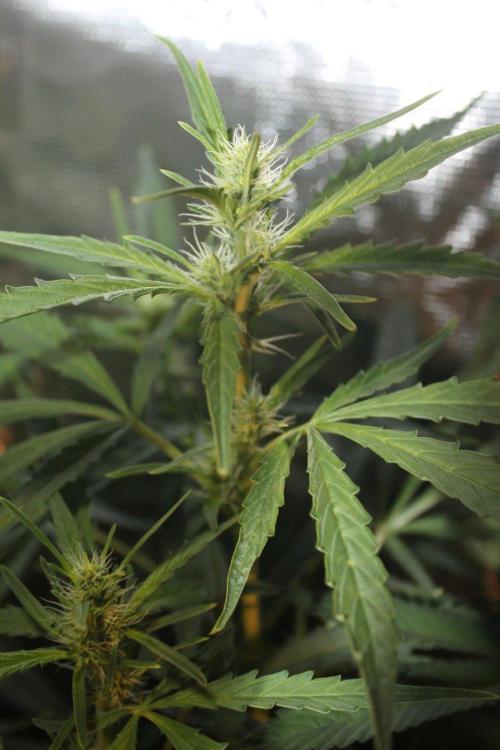 LA Widow & Tangerine Kush (KeraSeeds). Week 8 - Day 56 (28 days on 12/12) - LA Widow