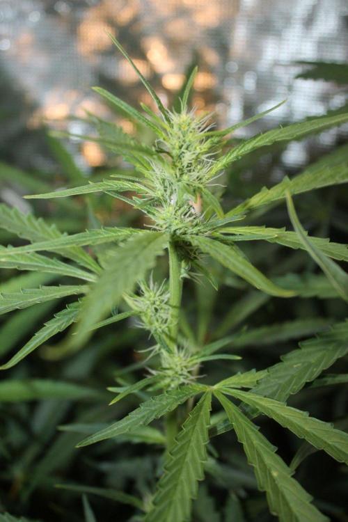 LA Widow & Tangerine Kush (KeraSeeds). Week 8 - Day 56 (28 days on 12/12) - LA Widow
