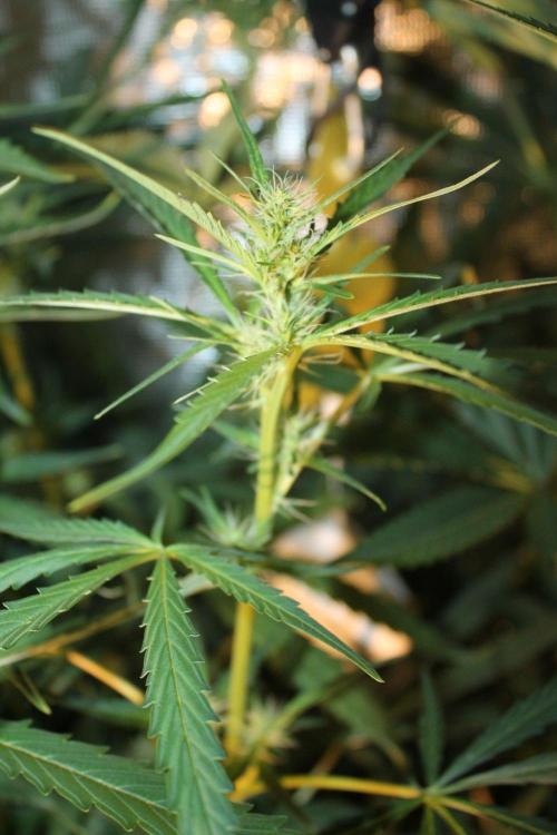 LA Widow & Tangerine Kush (KeraSeeds). Week 8 - Day 56 (28 days on 12/12) - LA Widow