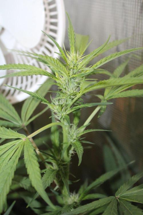 LA Widow & Tangerine Kush (KeraSeeds). Week 8 - Day 56 (28 days on 12/12) - Tangerine Kush