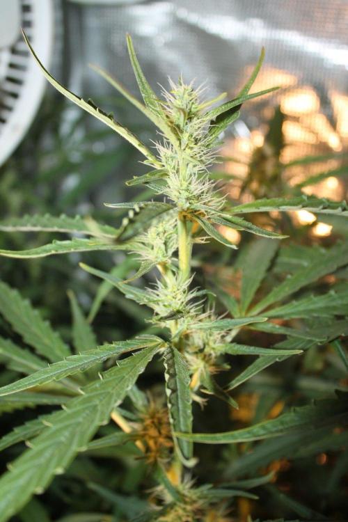 LA Widow & Tangerine Kush (KeraSeeds). Week 9 - Day 59 (31 days on 12/12) - LA Widow