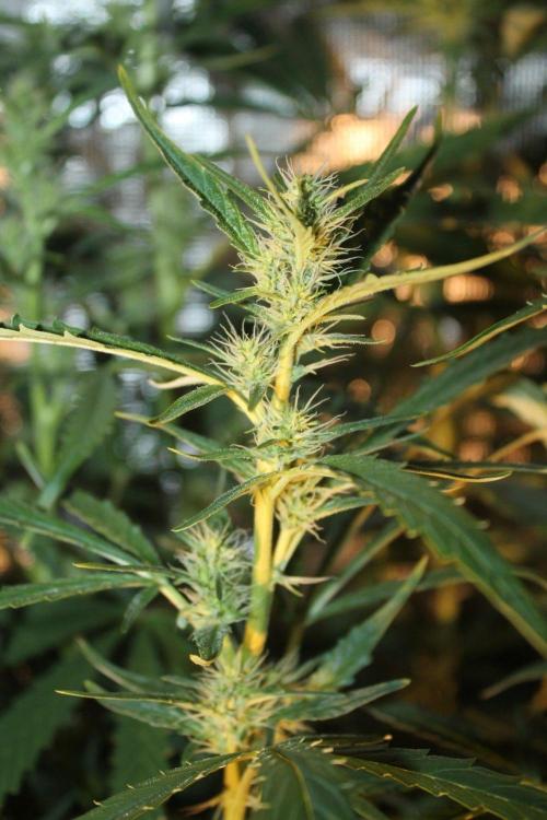 LA Widow & Tangerine Kush (KeraSeeds). Week 9 - Day 59 (31 days on 12/12) - LA Widow