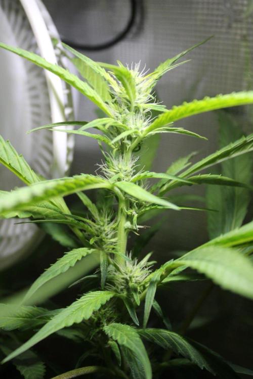 LA Widow & Tangerine Kush (KeraSeeds). Week 9 - Day 59 (31 days on 12/12) -Tangerine Kush