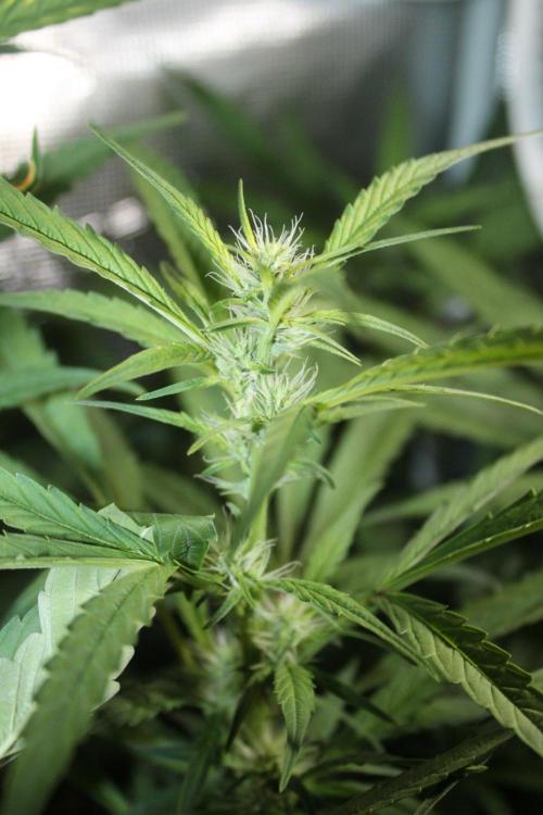 LA Widow & Tangerine Kush (KeraSeeds). Week 9 - Day 59 (31 days on 12/12) -Tangerine Kush