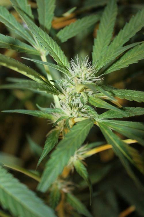 LA Widow & Tangerine Kush (KeraSeeds). Week 9 - Day 59 (31 days on 12/12) -Tangerine Kush