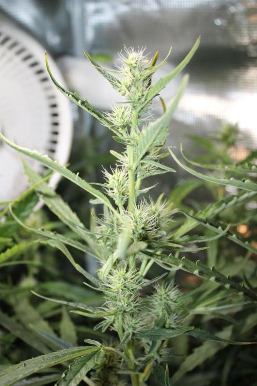LA Widow & Tangerine Kush (KeraSeeds). Week 9 - Day 63 (35 days on 12/12) - LA Widow
