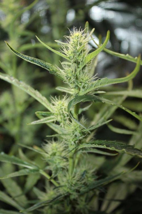 LA Widow & Tangerine Kush (KeraSeeds). Week 9 - Day 63 (35 days on 12/12) - LA Widow