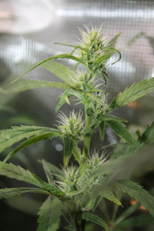 LA Widow & Tangerine Kush (KeraSeeds). Week 9 - Day 63 (35 days on 12/12) - LA Widow