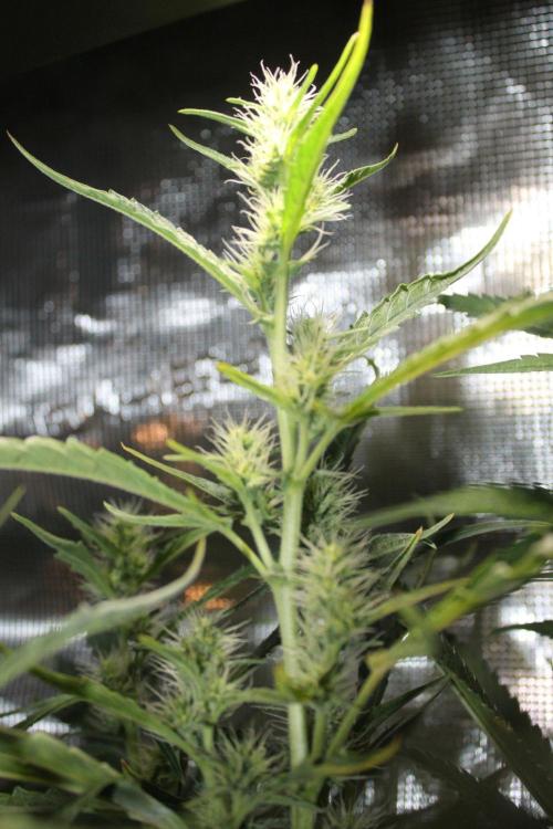 LA Widow & Tangerine Kush (KeraSeeds). Week 9 - Day 63 (35 days on 12/12) - LA Widow