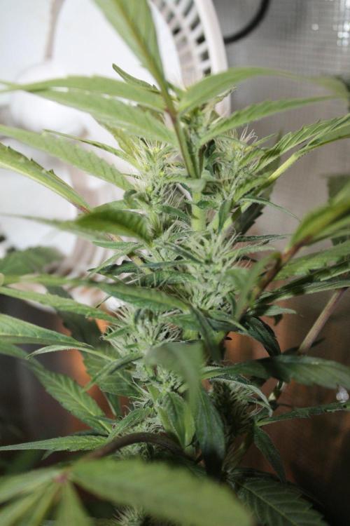 LA Widow & Tangerine Kush (KeraSeeds). Week 9 - Day 63 (35 days on 12/12) - Tangerine Kush