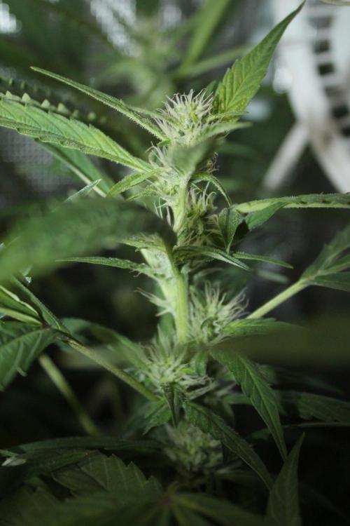 LA Widow & Tangerine Kush (KeraSeeds). Week 9 - Day 63 (35 days on 12/12) - Tangerine Kush