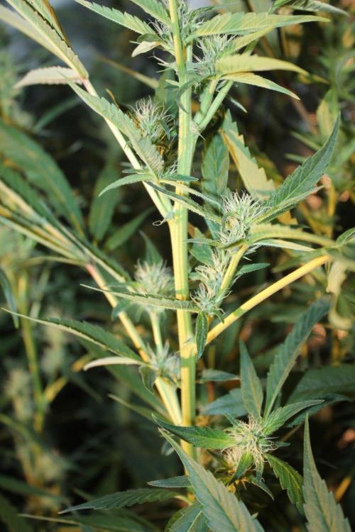 LA Widow & Tangerine Kush (KeraSeeds). Week 9 - Day 63 (35 days on 12/12) - Tangerine Kush