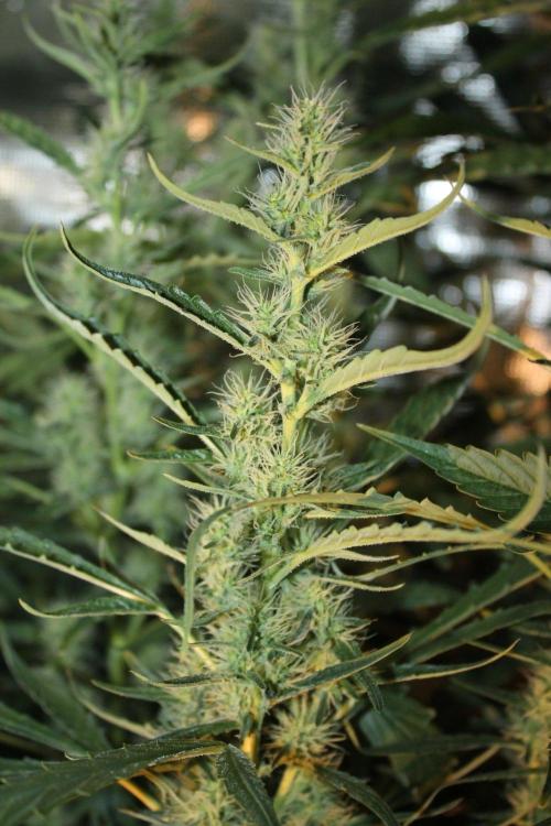 LA Widow & Tangerine Kush (KeraSeeds). Week 10 - Day 66 (38 days on 12/12) - LA Widow