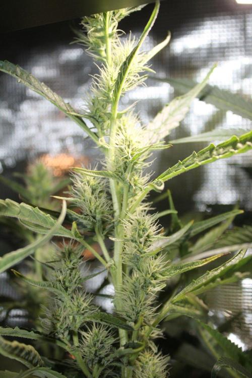 LA Widow & Tangerine Kush (KeraSeeds). Week 10 - Day 66 (38 days on 12/12) - LA Widow