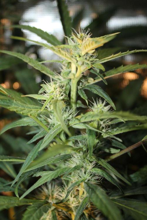LA Widow & Tangerine Kush (KeraSeeds). Week 10 - Day 66 (38 days on 12/12) -Tangerine Kush