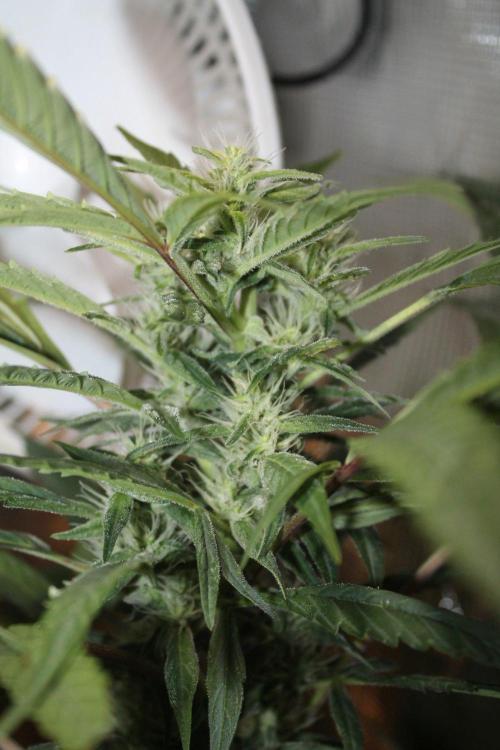 LA Widow & Tangerine Kush (KeraSeeds). Week 10 - Day 66 (38 days on 12/12) -Tangerine Kush