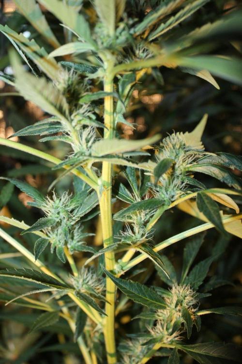 LA Widow & Tangerine Kush (KeraSeeds). Week 10 - Day 66 (38 days on 12/12) -Tangerine Kush