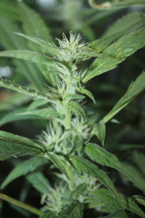 LA Widow & Tangerine Kush (KeraSeeds). Week 10 - Day 66 (38 days on 12/12) -Tangerine Kush