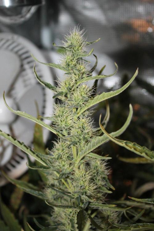LA Widow & Tangerine Kush (KeraSeeds). Week 10 - Day 70 (42 days on 12/12) - LA Widow