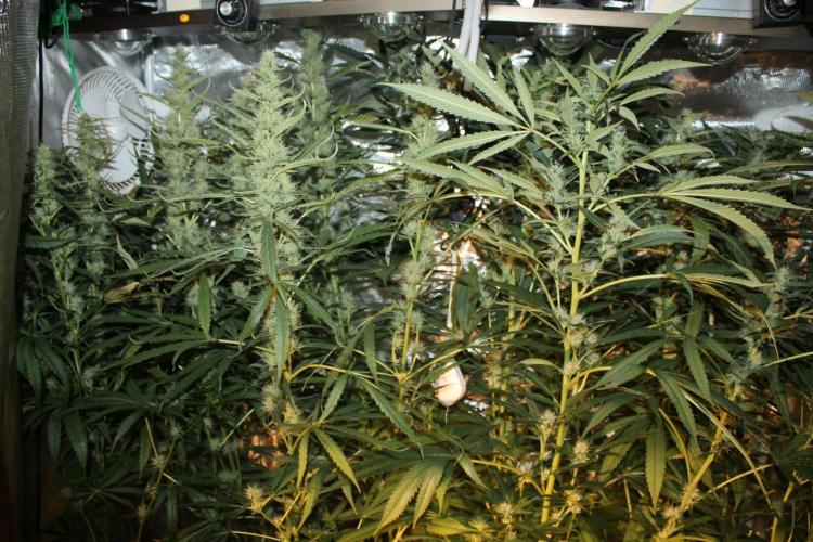 LA Widow & Tangerine Kush (KeraSeeds). Week 10 - Day 70 (42 days on 12/12) 