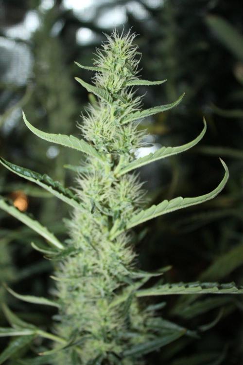 LA Widow & Tangerine Kush (KeraSeeds). Week 10 - Day 70 (42 days on 12/12) - LA Widow