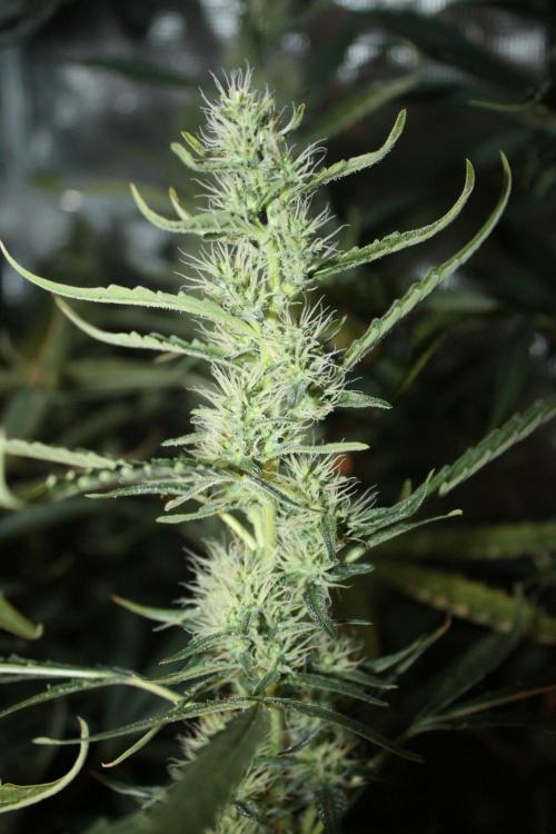 LA Widow & Tangerine Kush (KeraSeeds). Week 10 - Day 70 (42 days on 12/12) - LA Widow