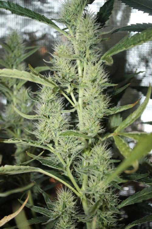 LA Widow & Tangerine Kush (KeraSeeds). Week 10 - Day 70 (42 days on 12/12) - LA Widow