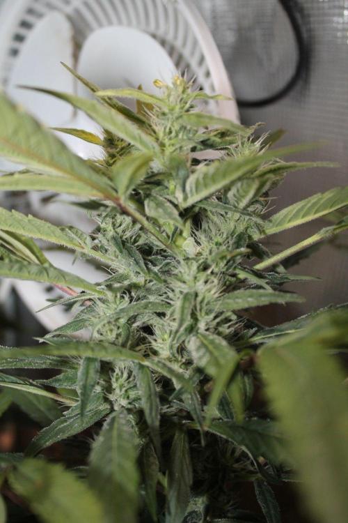 LA Widow & Tangerine Kush (KeraSeeds). Week 10 - Day 70 (42 days on 12/12) - Tangerine Kush