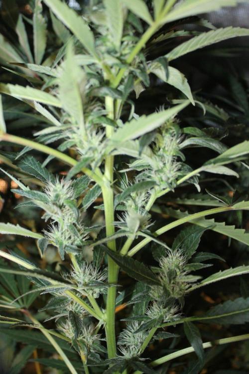LA Widow & Tangerine Kush (KeraSeeds). Week 10 - Day 70 (42 days on 12/12) - Tangerine Kush