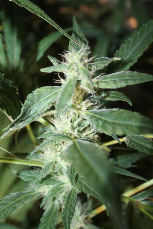 LA Widow & Tangerine Kush (KeraSeeds). Week 10 - Day 70 (42 days on 12/12) - Tangerine Kush
