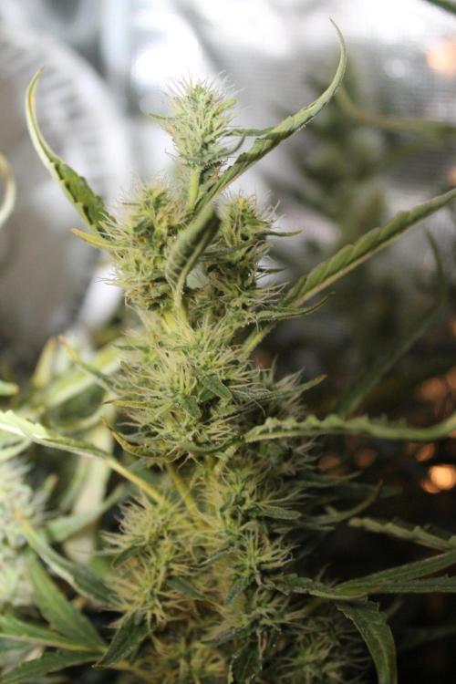 LA Widow & Tangerine Kush (KeraSeeds). Week 11 - Day 73 (45 days on 12/12) - LA Widow