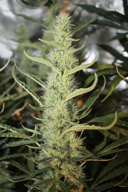 LA Widow & Tangerine Kush (KeraSeeds). Week 11 - Day 73 (45 days on 12/12) - LA Widow