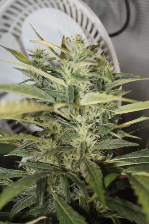 LA Widow & Tangerine Kush (KeraSeeds). Week 11 - Day 73 (45 days on 12/12) - Tangerine Kush