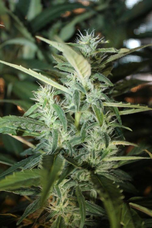 LA Widow & Tangerine Kush (KeraSeeds). Week 11 - Day 73 (45 days on 12/12) - Tangerine Kush