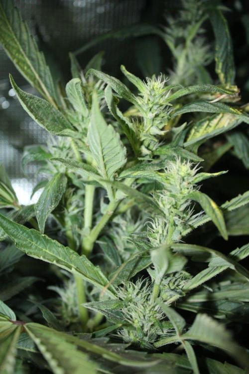 LA Widow & Tangerine Kush (KeraSeeds). Week 11 - Day 73 (45 days on 12/12) - Tangerine Kush