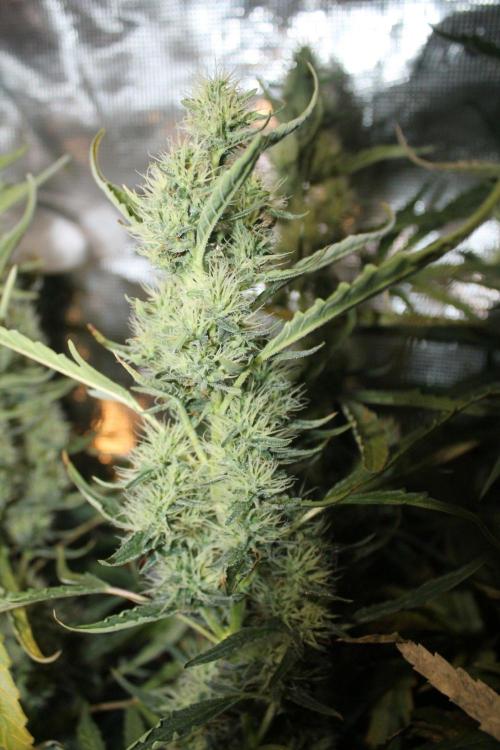 LA Widow & Tangerine Kush (KeraSeeds). Week 11 - Day 77 (49 days on 12/12) - LA Widow