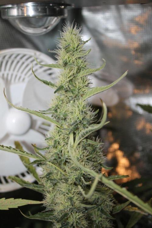 LA Widow & Tangerine Kush (KeraSeeds). Week 11 - Day 77 (49 days on 12/12) - LA Widow