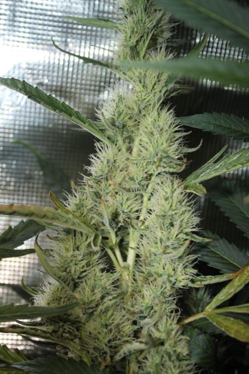 LA Widow & Tangerine Kush (KeraSeeds). Week 11 - Day 77 (49 days on 12/12) - LA Widow