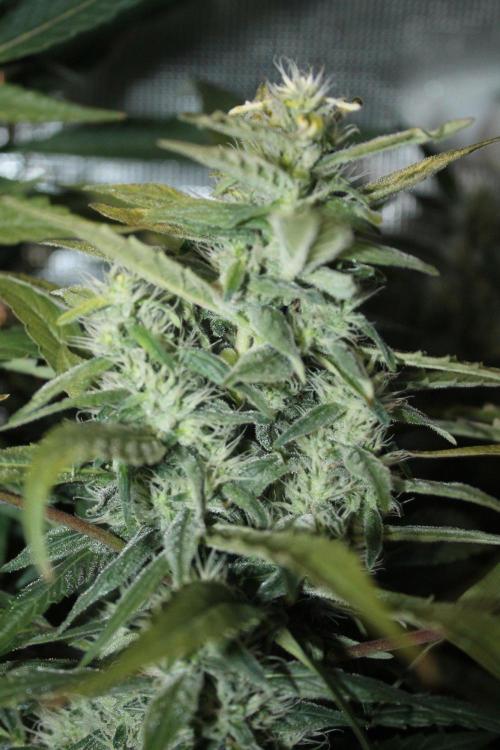 LA Widow & Tangerine Kush (KeraSeeds). Week 11 - Day 77 (49 days on 12/12) - Tangerine Kush
