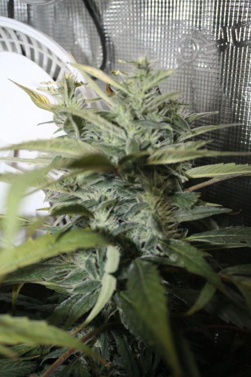 LA Widow & Tangerine Kush (KeraSeeds). Week 11 - Day 77 (49 days on 12/12) - Tangerine Kush