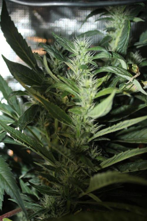 LA Widow & Tangerine Kush (KeraSeeds). Week 11 - Day 77 (49 days on 12/12) - Tangerine Kush
