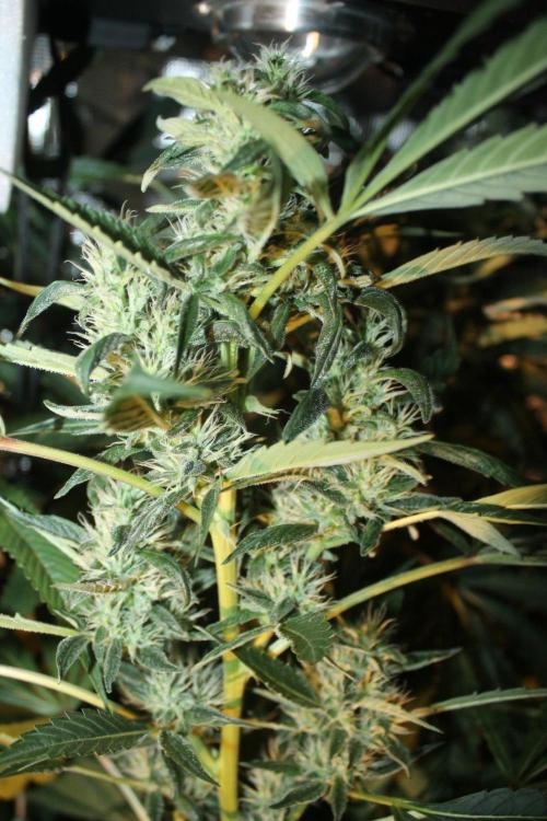 LA Widow & Tangerine Kush (KeraSeeds). Week 11 - Day 77 (49 days on 12/12) - Tangerine Kush
