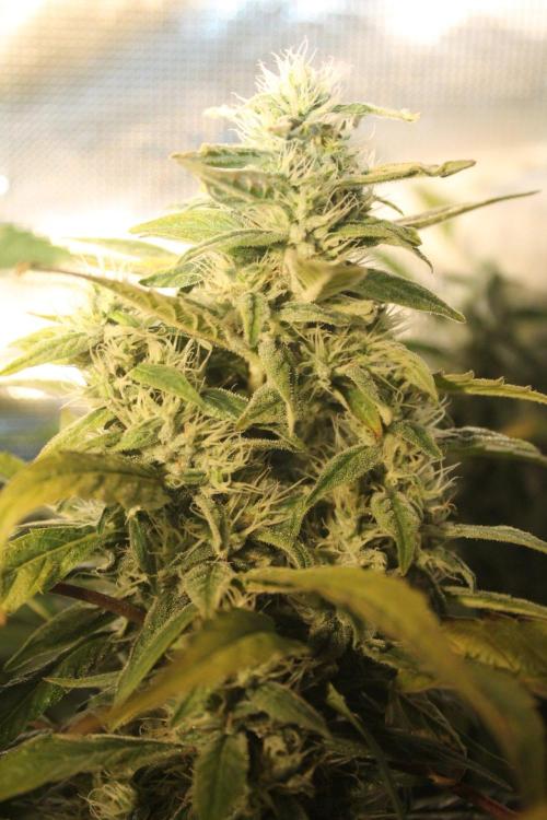 LA Widow & Tangerine Kush (KeraSeeds). Week 12 - Day 84 (56 days on 12/12) - Tangerine Kush