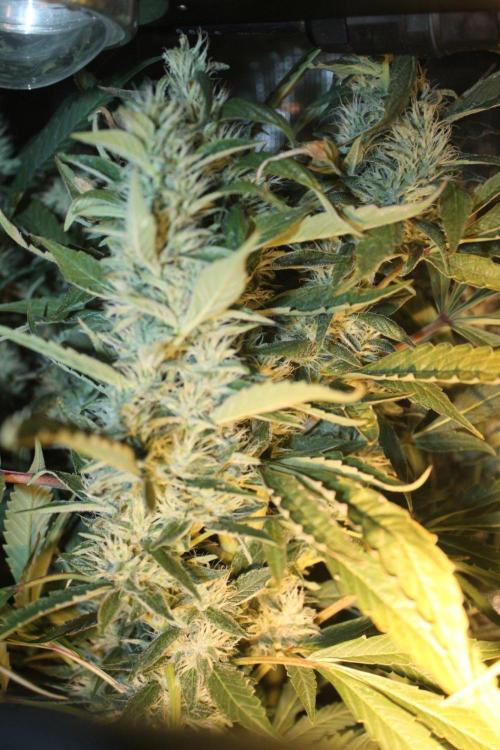 LA Widow & Tangerine Kush (KeraSeeds). Week 13 - Day 87 (59 days on 12/12) - Tangerine Kush