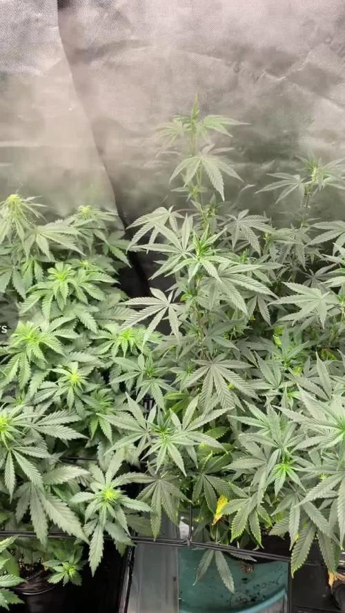 March 2025 grow