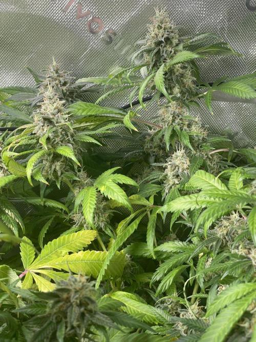 March 2025 grow. Week 13