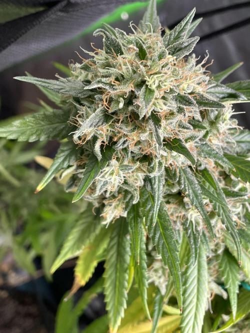 March 2025 grow. Week 13